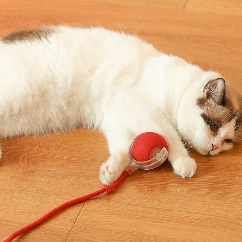 Voor speelse kat speelbal - PurrPlay Toy Ball, een boeiend speelgoed voor beweging en plezier.