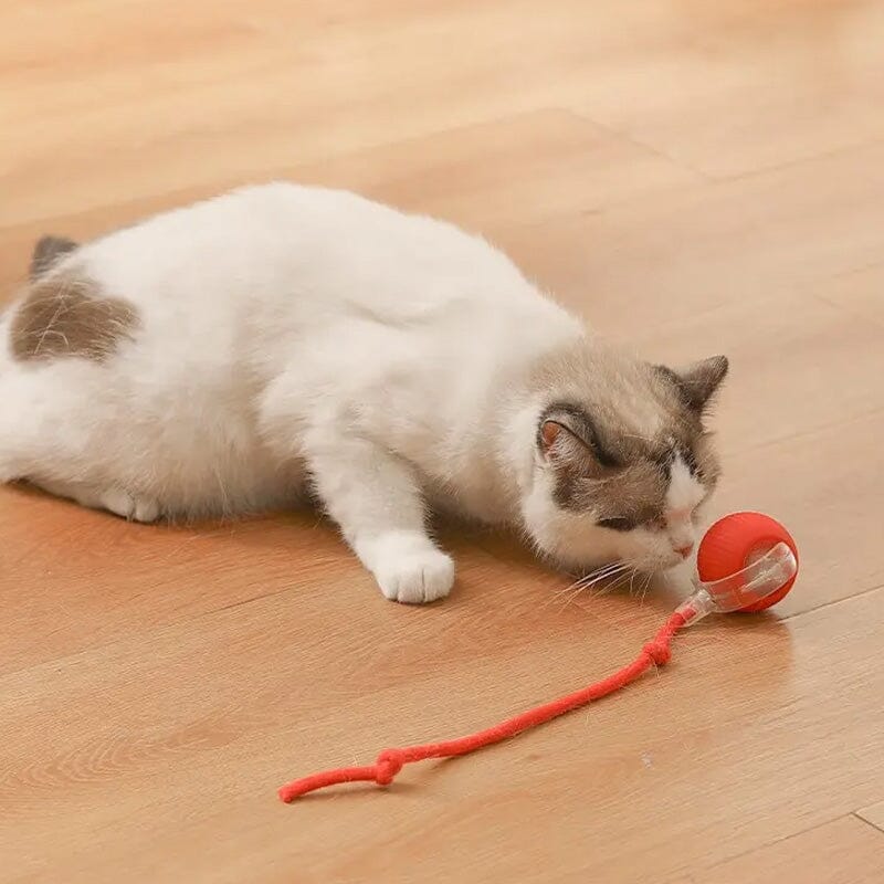 Voor PurrPlay katten Toy Ball - Speelbal die beweging en spel combineert.